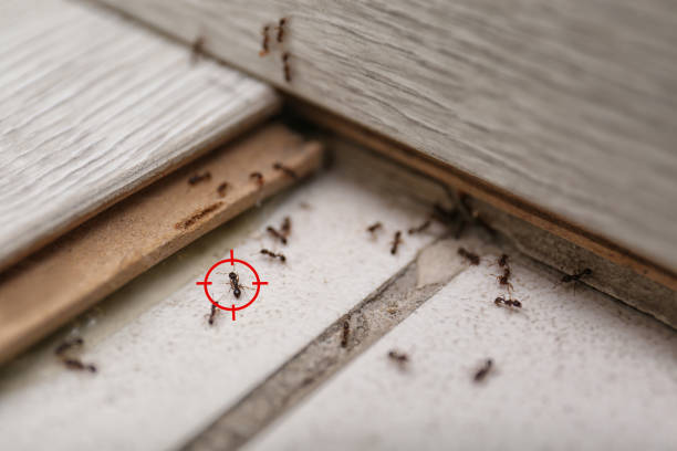 Best Pest Prevention Services  in Winter Haven, FL